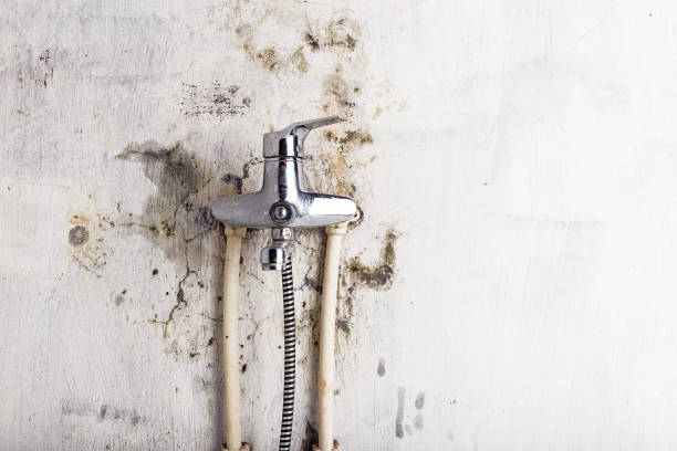 Best Mold Cleaning Services  in Tuckerton, NJ