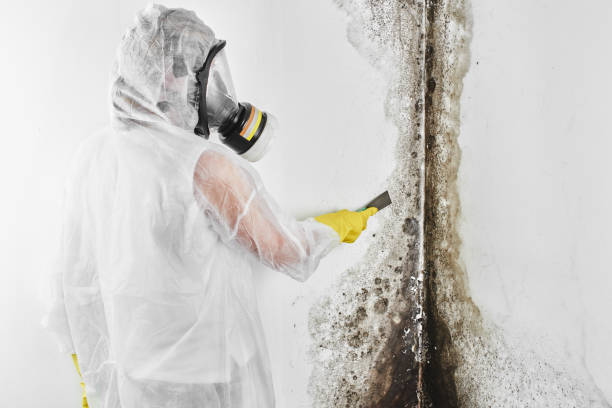 Best Same-Day Mold Removal  in Tuckerton, NJ