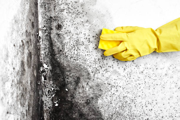Best Certified Mold Removal  in Tuckerton, NJ