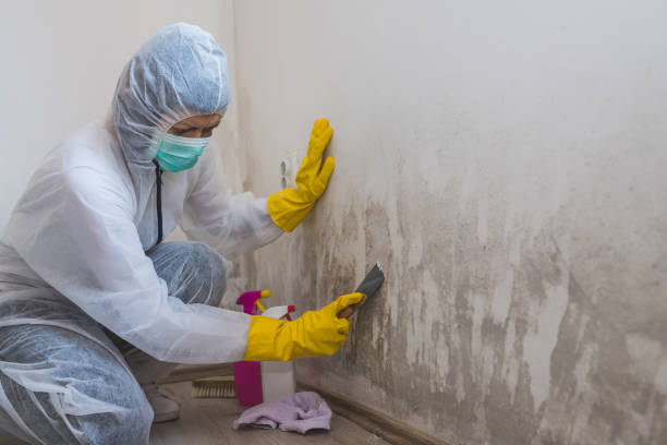 Best Commercial Mold Removal  in Tuckerton, NJ