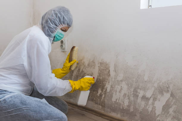 Best Mold Remediation  in Tuckerton, NJ