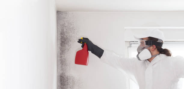 Best Mold Removal Specialists  in Tuckerton, NJ