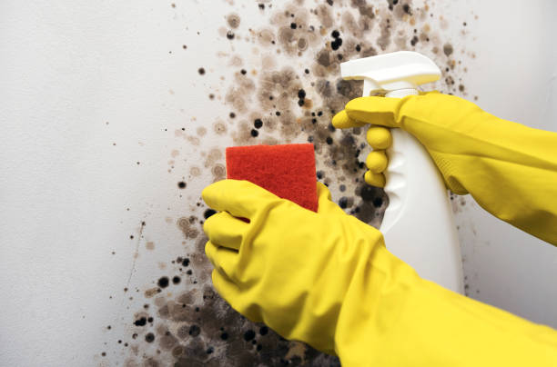 Best Best Mold Removal Companies  in Tuckerton, NJ