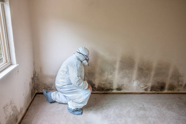 Best Mold Remediation Experts  in Tuckerton, NJ