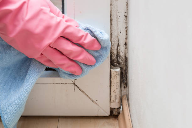 Best Commercial Mold Removal  in Tuckerton, NJ