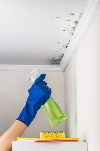 Best Mold Remediation  in Tuckerton, NJ