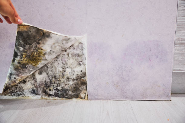 Best Local Mold Removal Service  in Tuckerton, NJ